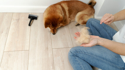 combing the dog's fur during molting