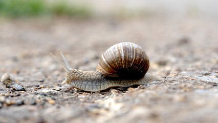 a snail on the road crawls over