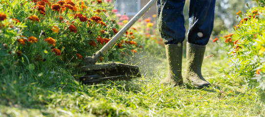 a gardener with a grass trimmer mows the grass