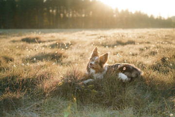 joyful dog in grass at fog. Happy border collie in nature, at sunrise on field, swamp