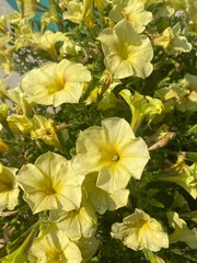 yellow flowers in the garden