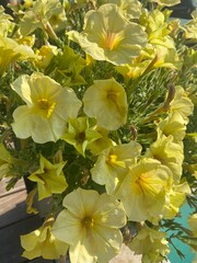 yellow flowers in the garden