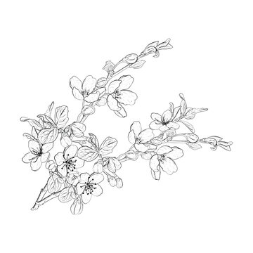 Vector illustration of blooming branches of cherry, sakura, apple, plum, wild cherry plum, bird cherry. Realistic black outline of flowers, buds and leaves, graphic drawing. For postcards, design and