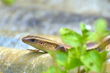 Wild lizard (Eutropis multifasciatus) in Indonesian known as "kadal kebun", looking for food in tropical field.