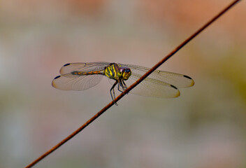 Dragon fly perched on wire with blurred background in Indonesian tropical field