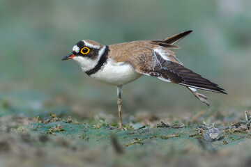 Little Ringed Plover