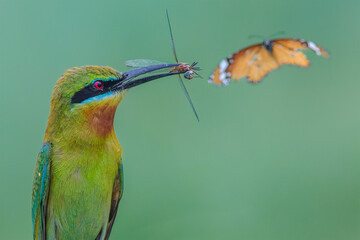 Blue-tailed Bee-eater