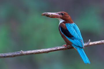 White-throated Kingfisher