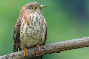 Common Hawk-cuckoo