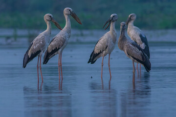 Asian Openbill Stork