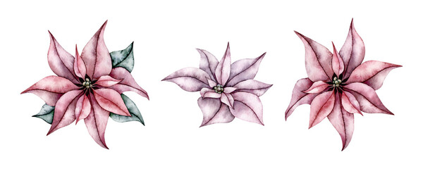 Fototapeta na wymiar Set of poinsettia flowers, Winter star flower. Botanical elements. Hand painted watercolor illustration for Christmas or New Year greeting card design, holiday decoration