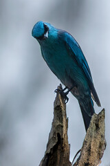 Verditer Flycatcher
