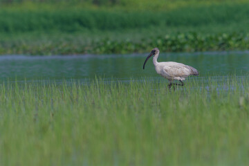 Black-headed Ibis