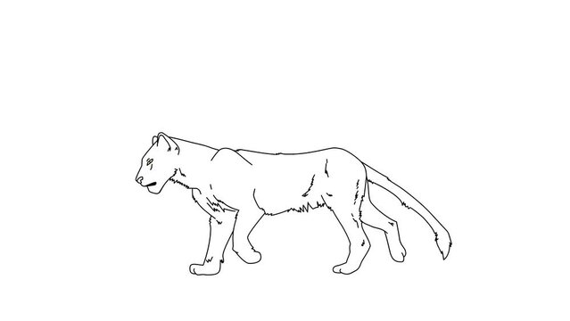 2d Hand Drawn Animation Of A Walking Tiger Movement