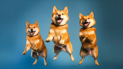 Cute and Active Shiba Inu Dogs Jumping to Catch Treats in Studio Shoot. Generative AI