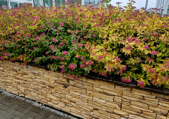 colored buns of cut shrubs in the shape of spheres and flat covers. red, yellow and brown leaves in contrast with the green lawn on the city square, on the street