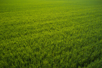 Obraz na płótnie Canvas Green grass soccer field background. Top view of the football field. Aerial view of a grass plantation. Plantation green grass top view.
