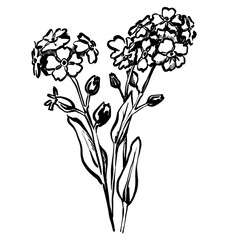 Forget me not Flower sketch. monochrome line illustration , simple black and white design for logo, print or tattoo