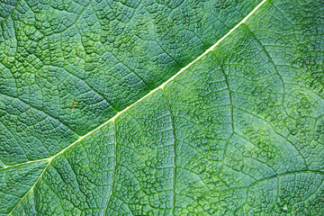 Texture of leaf of a plant close-up. Natural background leaf. Bright green leaf macro.