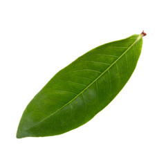 Fototapeta na wymiar Green leaf isolated on a transparent background.