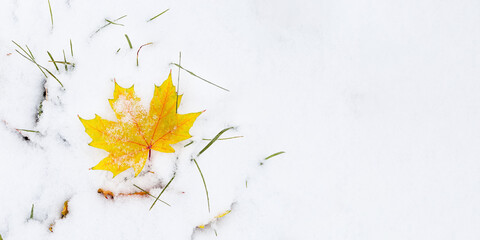 Yellow maple leaf fell on snow. First snow, winter start concept, natural bright autumn leaf on snowy