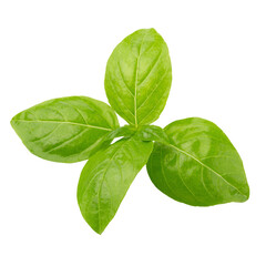 Close up of fresh green basil herb leaves isolated on a transparent background.