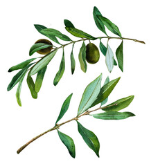 Watercolor Olive Branch with Leaves. Elegant Botanical Illustration for Natural and Rustic Designs