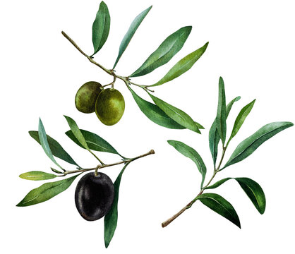Olive, leaves, branch, garden, watercolor, arrangement, composition, illustration, invitation