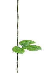 ivy green leaf plant isolated on white background