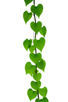ivy green leaves plant isolated on white background