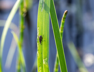 insects close-up in natural conditions