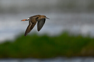 female Ruff // Kampfläufer - Weibchen (Calidris pugnax)