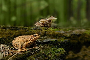 frog and mushrooms close up on blurred forest background. Beautiful wildlife scene. save earth, ecology concept. beautiful wildnature image