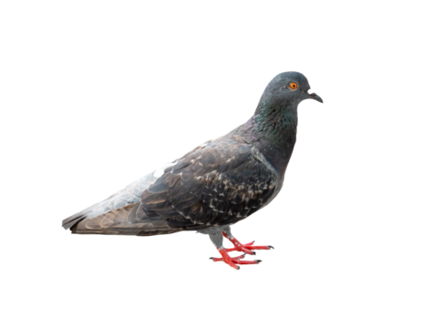 Single wild pigeon standing isolated on white background with clipping path in png file format.