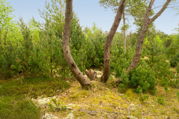 Trees, green leafs and grass in nature of natural oak trunks and branches for sustainability, agriculture or life outdoors. Bunch of tall tree with leaves or plants in forest or woods in countryside