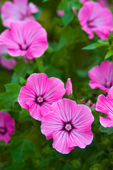 Close up of Pink lavatera (mallow) flowers in garden.