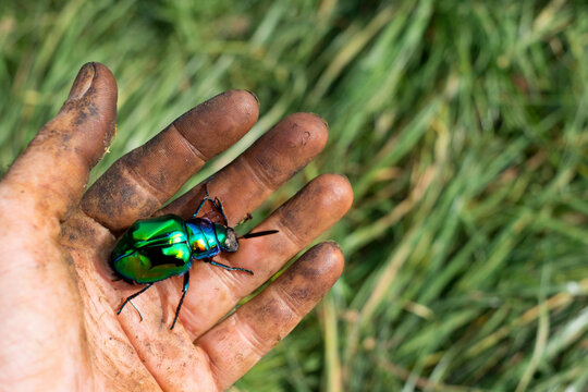 Worker's hands picking nuts, colored by the peel with Green Rose Chafer bug