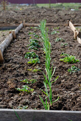 Garden bed with strawberries and green onions