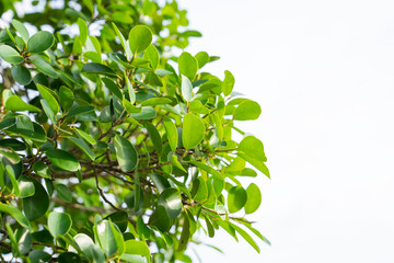 Green bush garden background with natural texture, plants as a natural green wall
