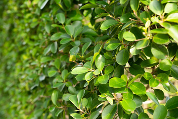 Green bush garden background with natural texture, plants as a natural green wall, used for dividing part of the park.