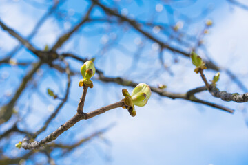 A green buds with green leaves on a tree branch against a blue sky in spring. The plant is fresh and vibrant, with new growth reaching towards the sky.