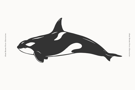 Black and white image of killer whale. Ocean animal on a light background. Vector monochrome illustration for your design.