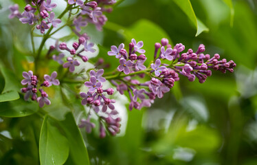 Detail of the pink flowers and buds of the Syringa vulgaris plant