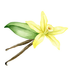 Vanilla flower, sticks, pods and leaves. Watercolor illustration drawn by hands. Ingredients for cookery and sweet baking. Organic healthy food. Isolated. For packaging design, menu, advertising