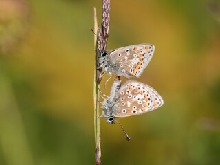 A Pair of Brown Argus Mating