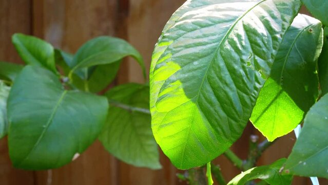 Dappled sunlight shining through Lemon tree leaves on a hot summers day.