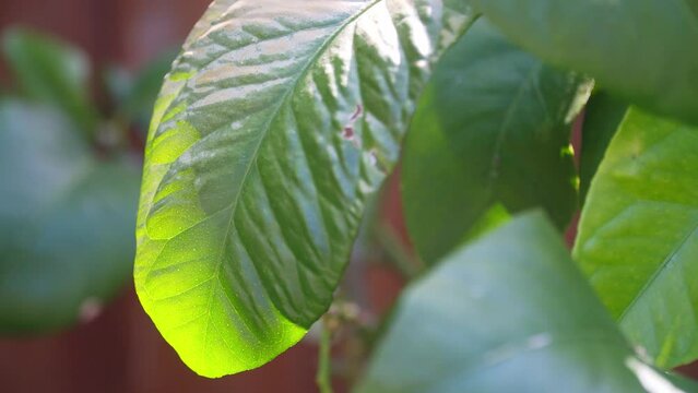 Dappled sunlight shining through Lemon tree leaves on a hot summers day.