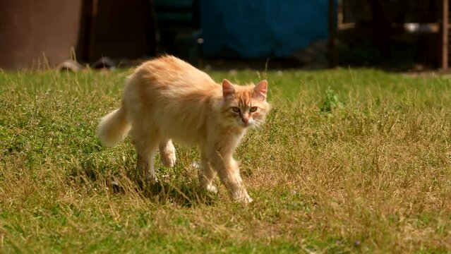 Cat Walking Along Wall Outside In Slow Motion on the grass. Lordy and pround walk. Pets. Animals. Cat