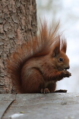 squirrel on a tree, park, animal red