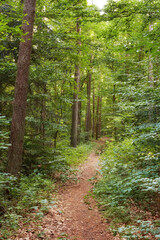 Trees, path and hiking trail in nature for outdoor travel, scenery and natural leaves in the woods. View of tall tree row in growth, plants or bushes with dirt pathway for trekking in the rain forest